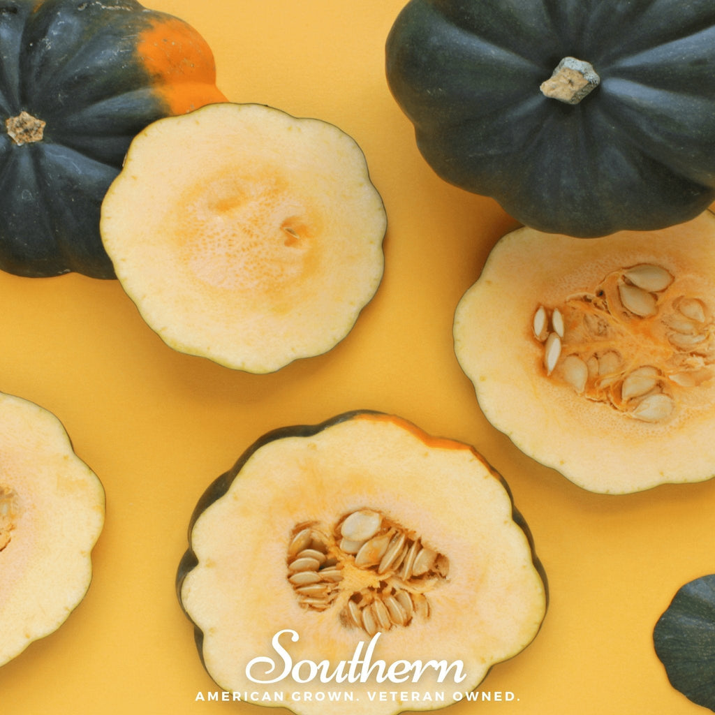 Table King Acorn Winter Squash – 20 Seeds Southern Seeds