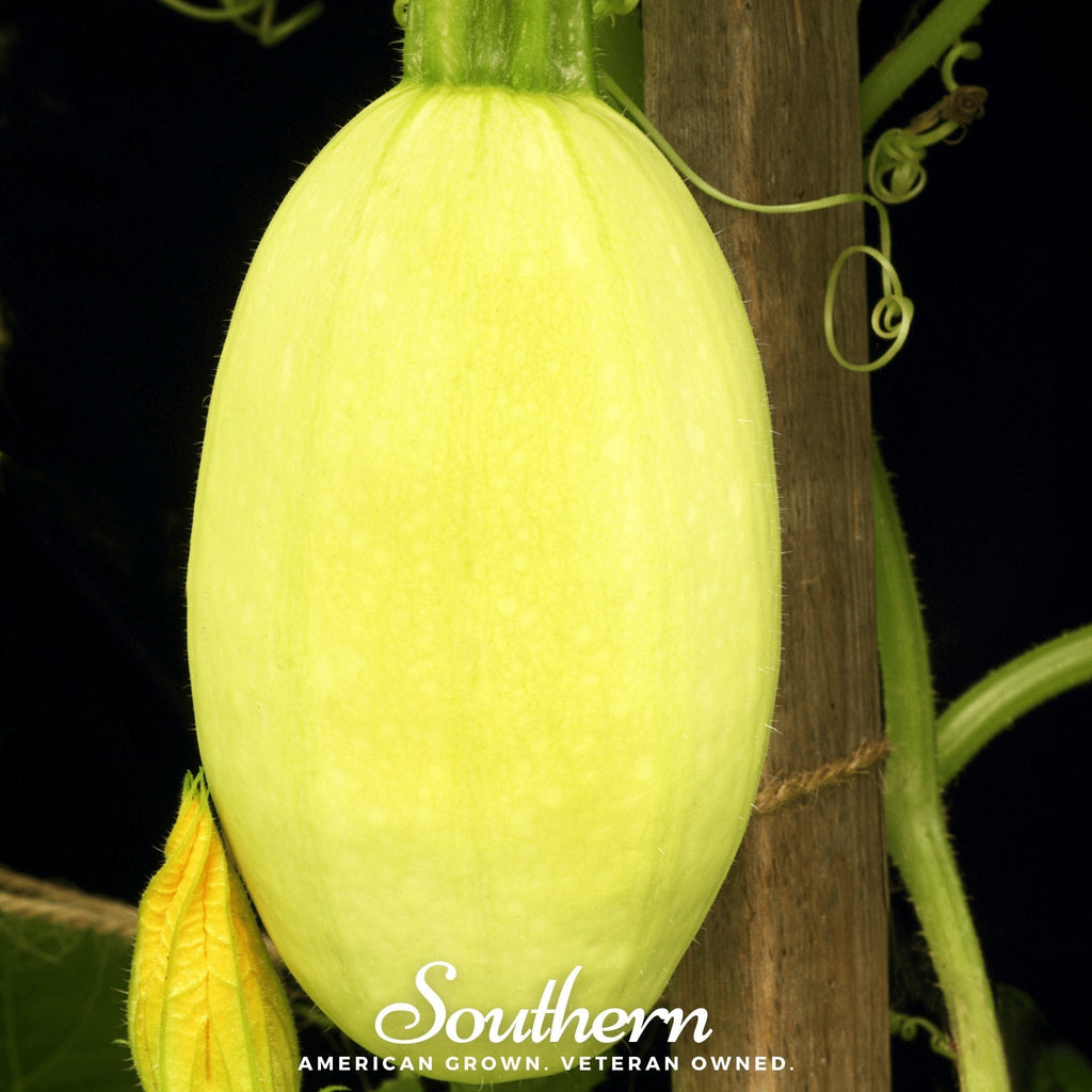 Spaghetti Winter Squash – 20 Seeds Southern Seeds