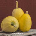 Spaghetti Winter Squash – 20 Seeds Southern Seeds