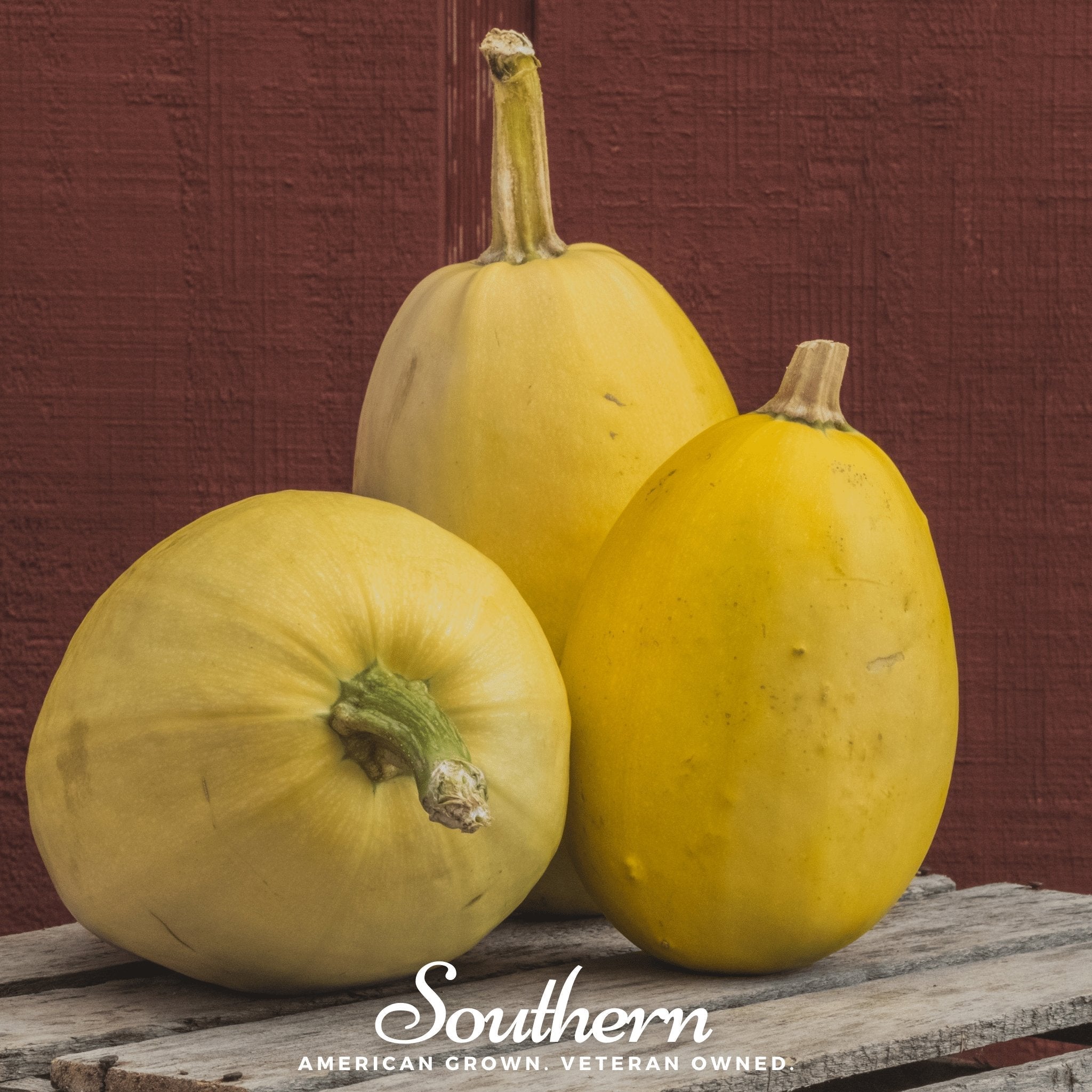 Spaghetti Winter Squash – 20 Seeds Southern Seeds