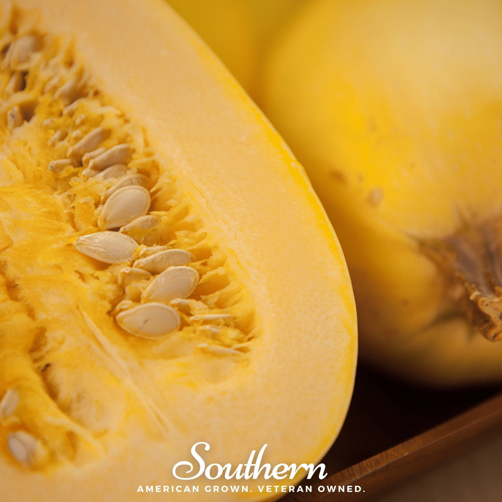 Spaghetti Winter Squash – 20 Seeds Southern Seeds