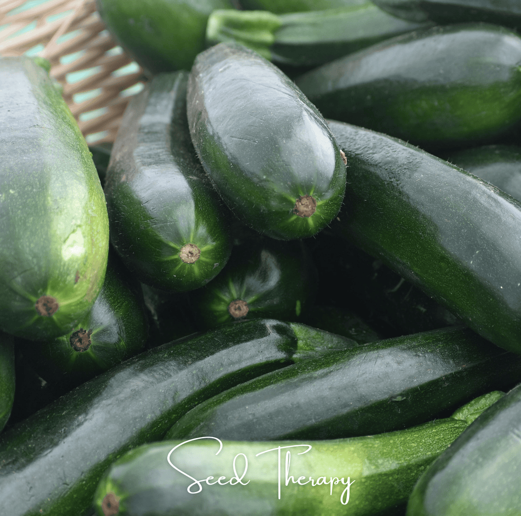 Black Beauty Summer Zucchini Squash – 25 Seeds Southern Seeds