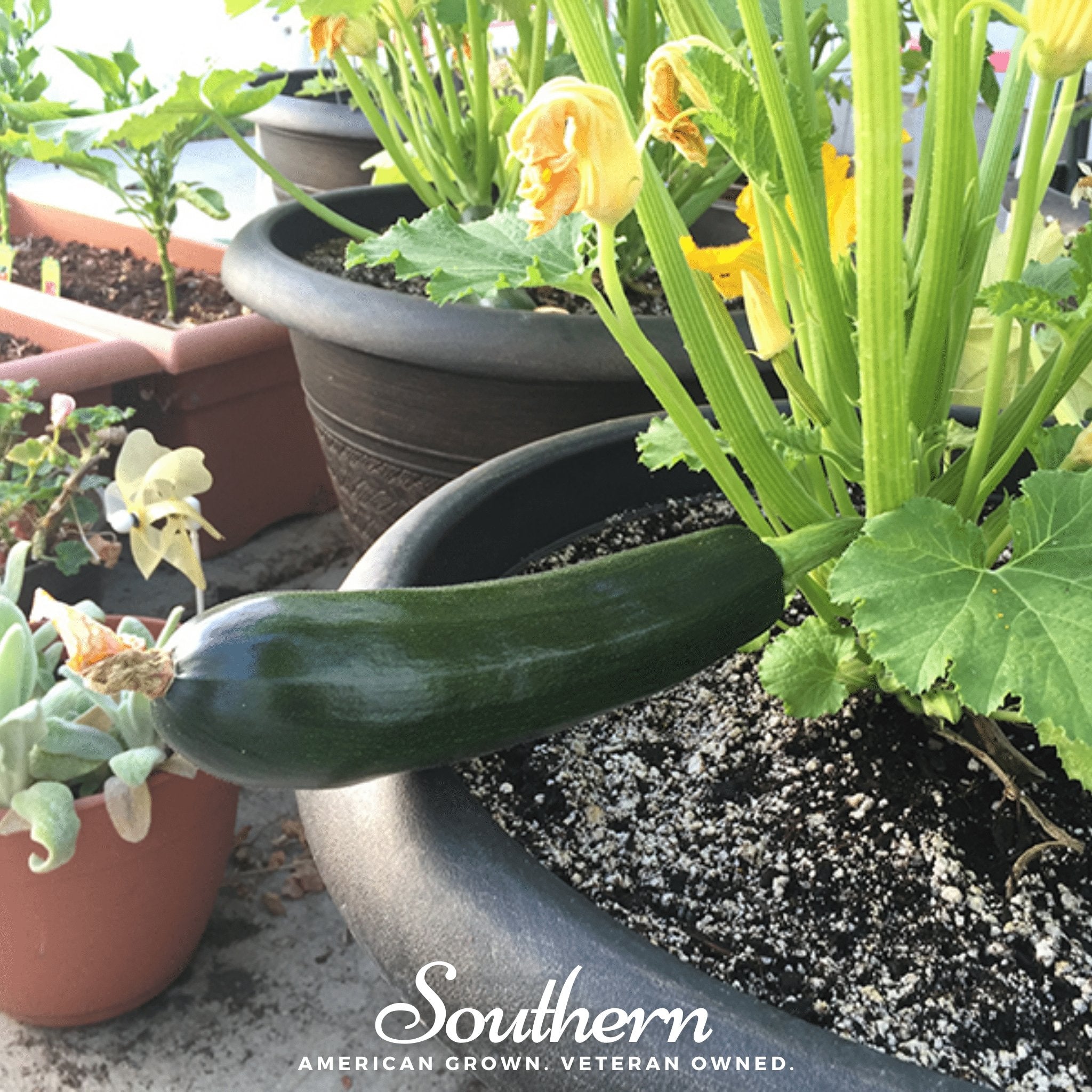 Black Beauty Summer Zucchini Squash – 25 Seeds Southern Seeds