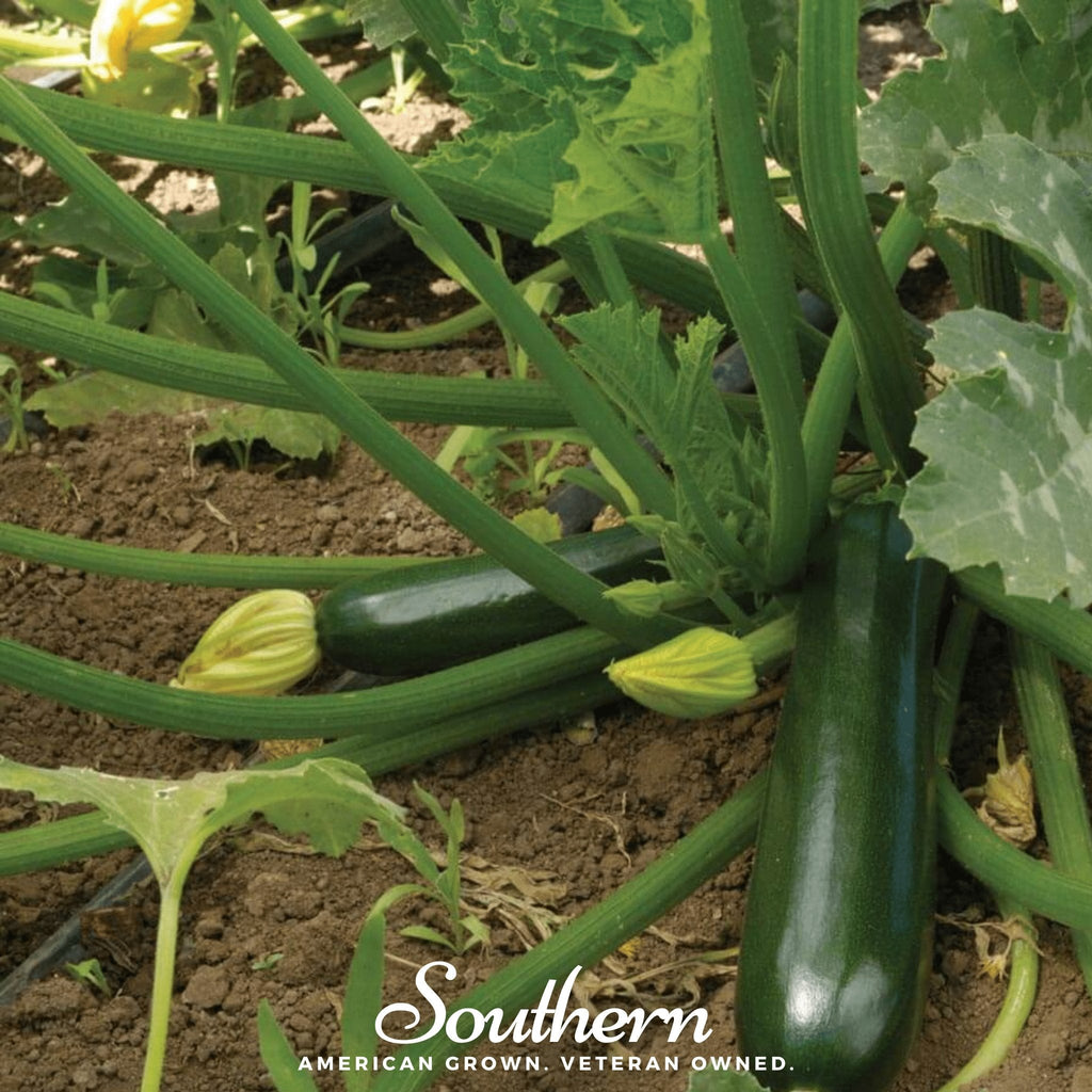Black Beauty Summer Zucchini Squash – 25 Seeds Southern Seeds