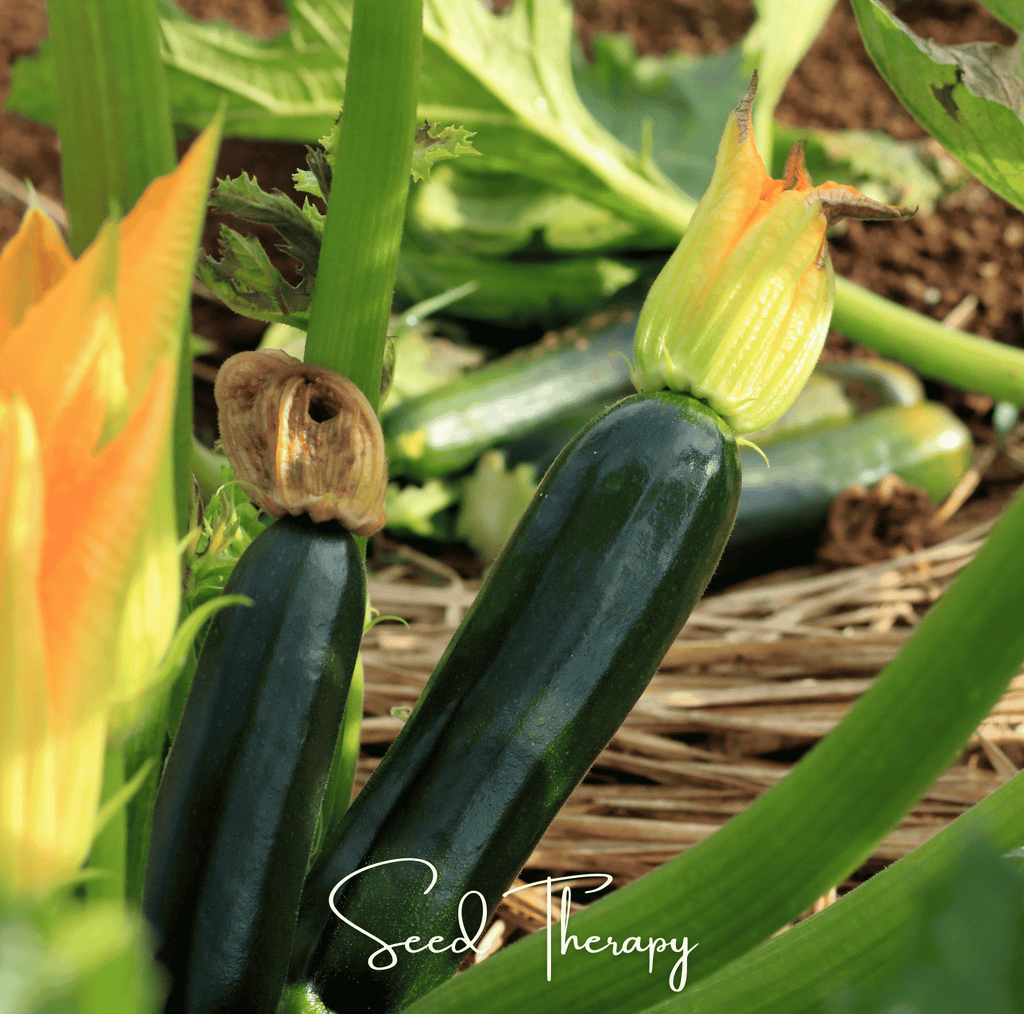 Black Beauty Summer Zucchini Squash – 25 Seeds Southern Seeds