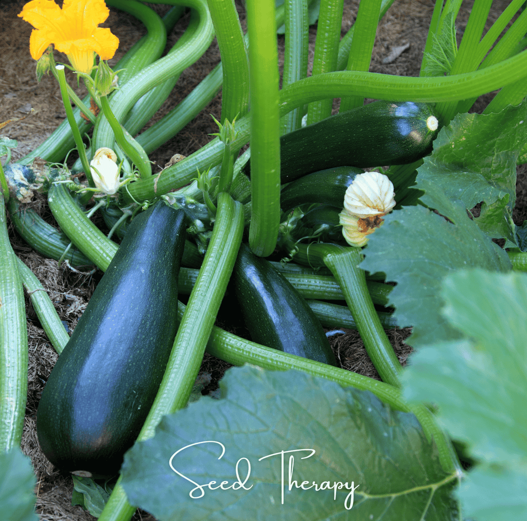Black Beauty Summer Zucchini Squash – 25 Seeds Southern Seeds