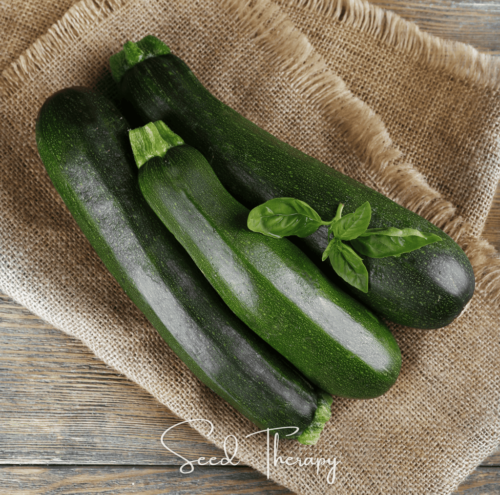 Dark Green Zucchini Summer Squash – 25 Seeds Southern Seeds