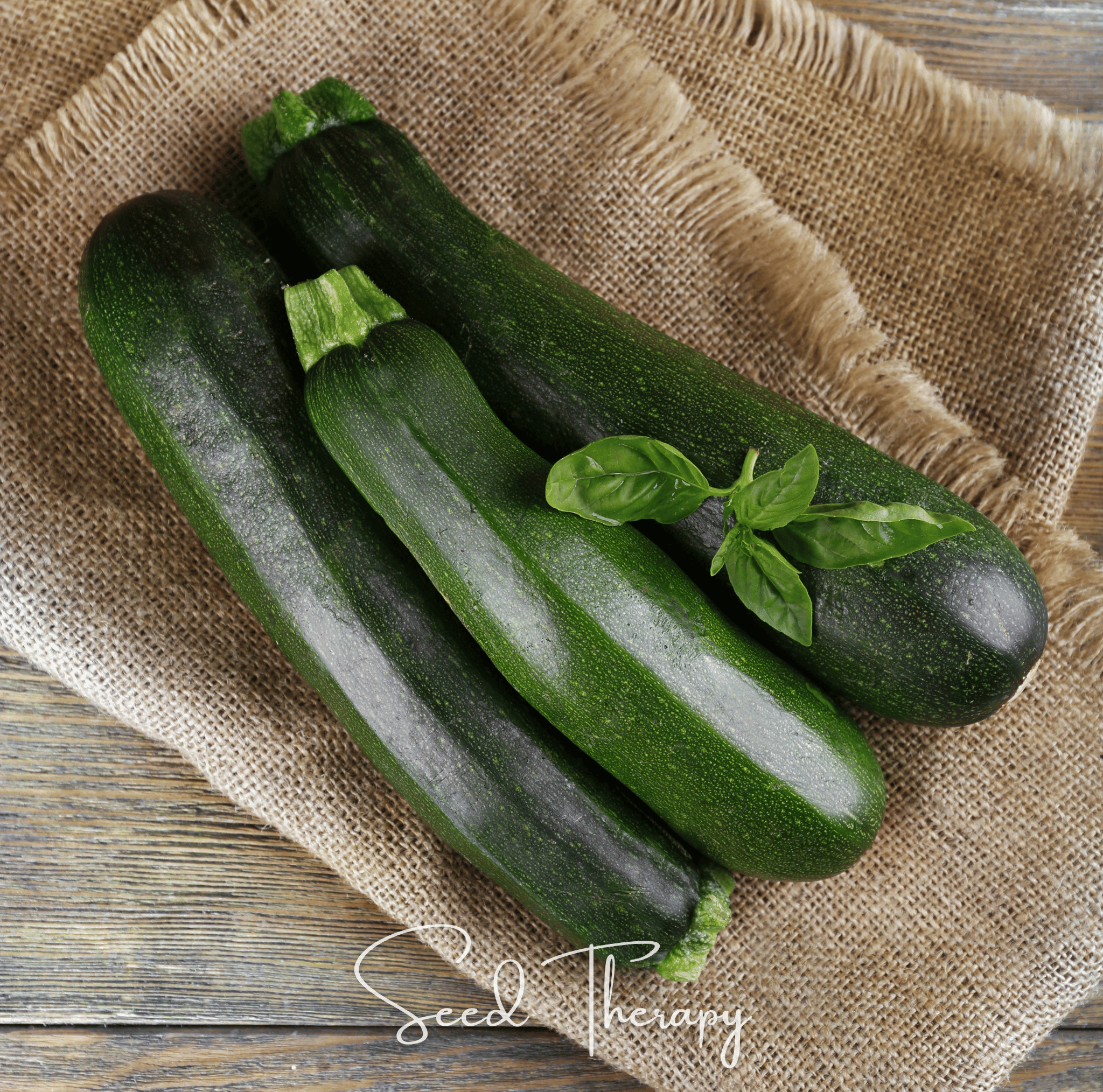 Dark Green Zucchini Summer Squash – 25 Seeds Southern Seeds