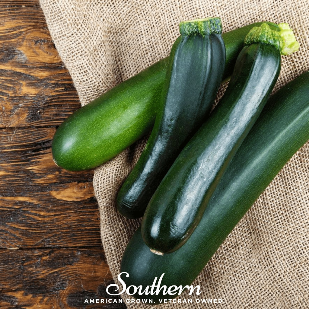 Dark Green Zucchini Summer Squash – 25 Seeds Southern Seeds