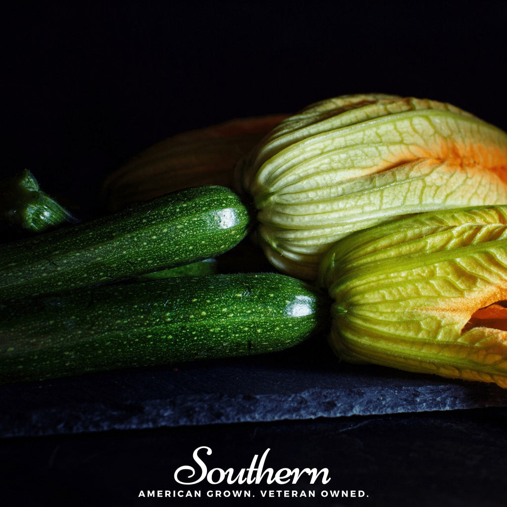 Dark Green Zucchini Summer Squash – 25 Seeds Southern Seeds