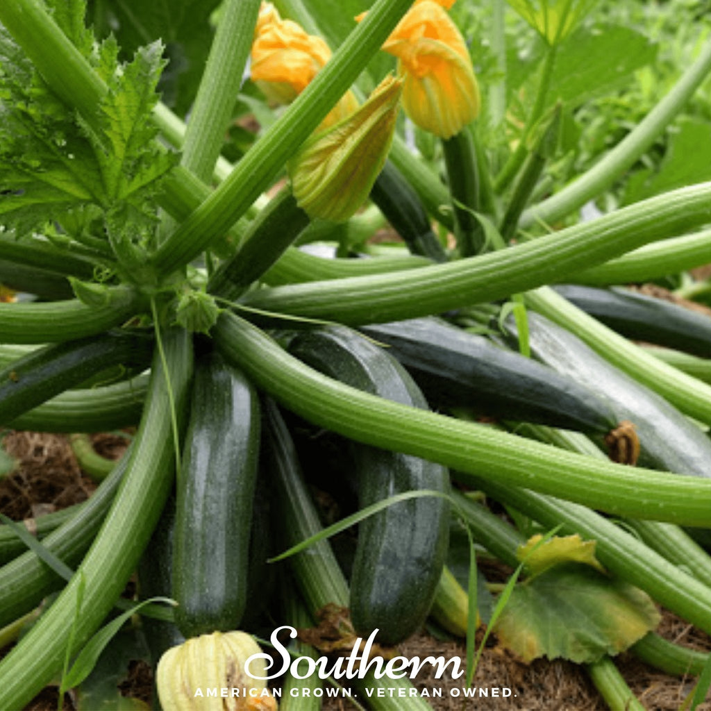 Dark Green Zucchini Summer Squash – 25 Seeds Southern Seeds
