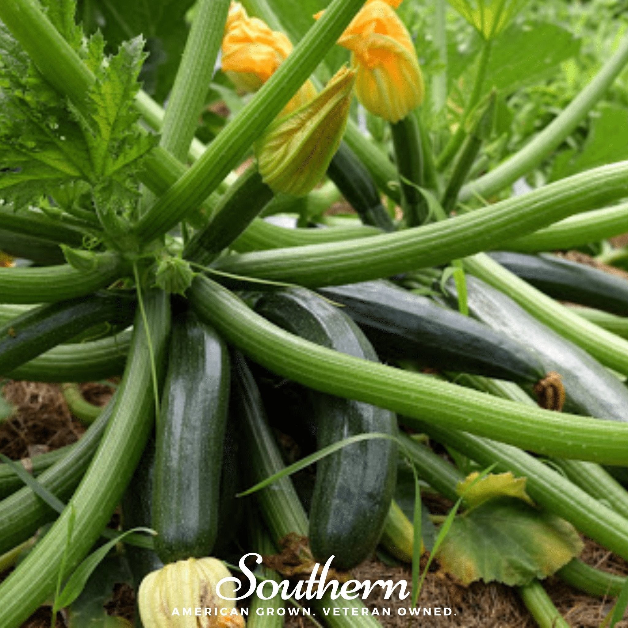 Dark Green Zucchini Summer Squash – 25 Seeds Southern Seeds