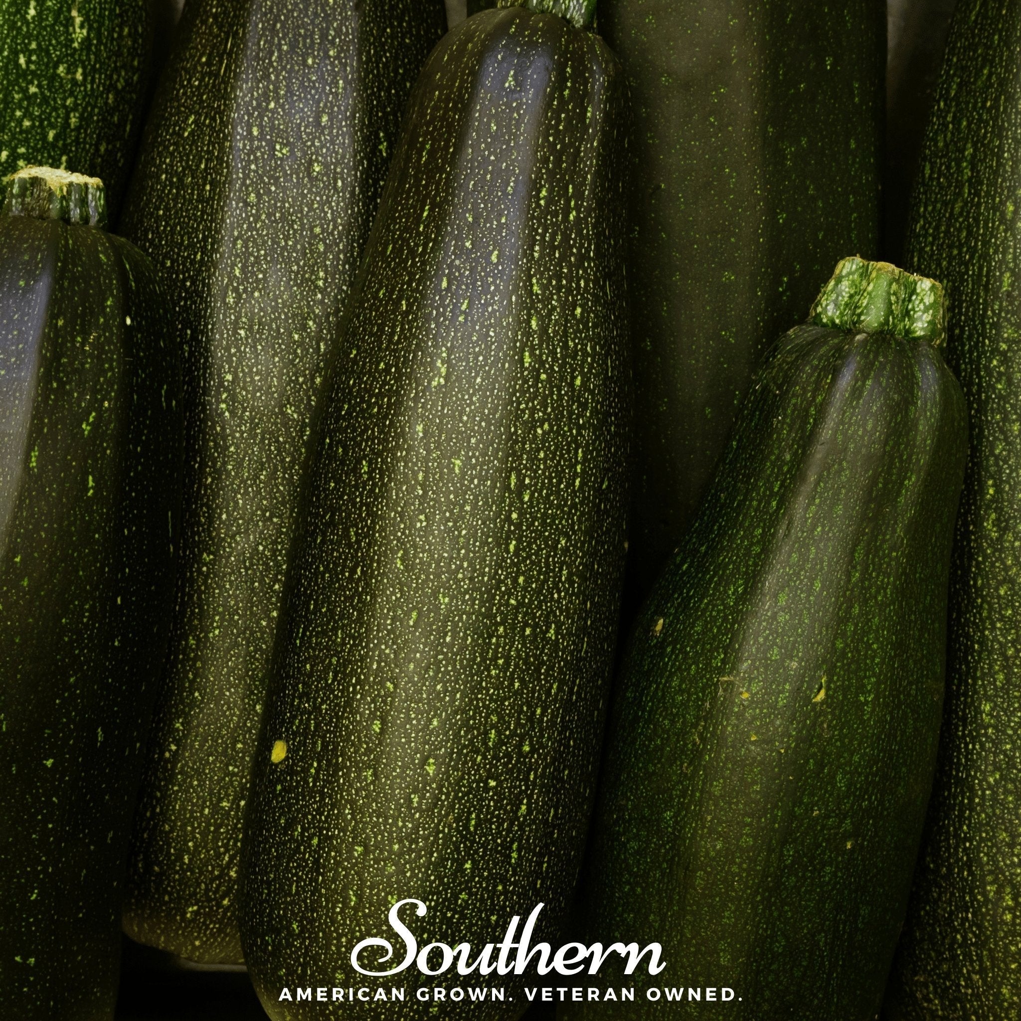 Dark Green Zucchini Summer Squash – 25 Seeds Southern Seeds