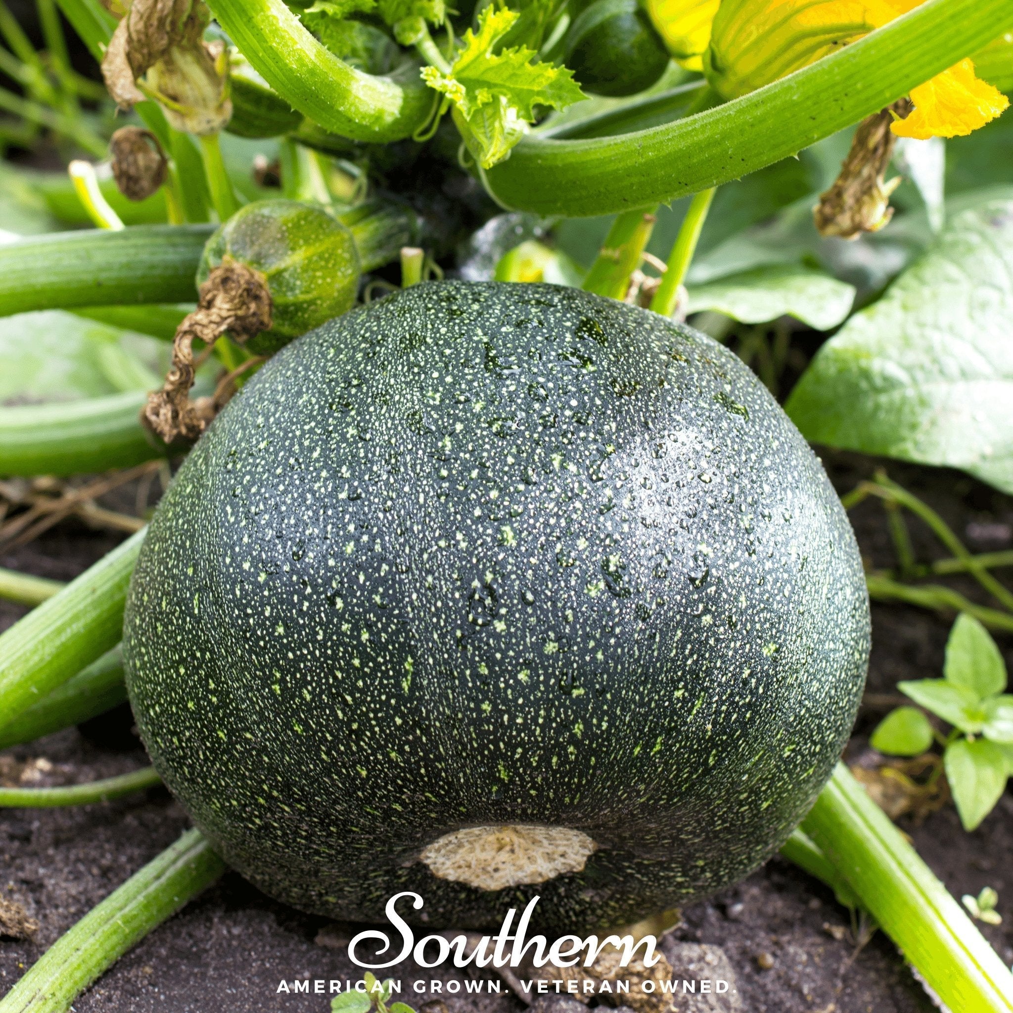 Zucchini Round Summer Squash – 25 Seeds Southern Seeds