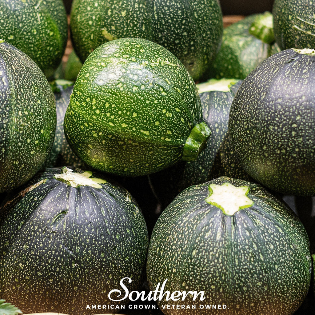Zucchini Round Summer Squash – 25 Seeds Southern Seeds