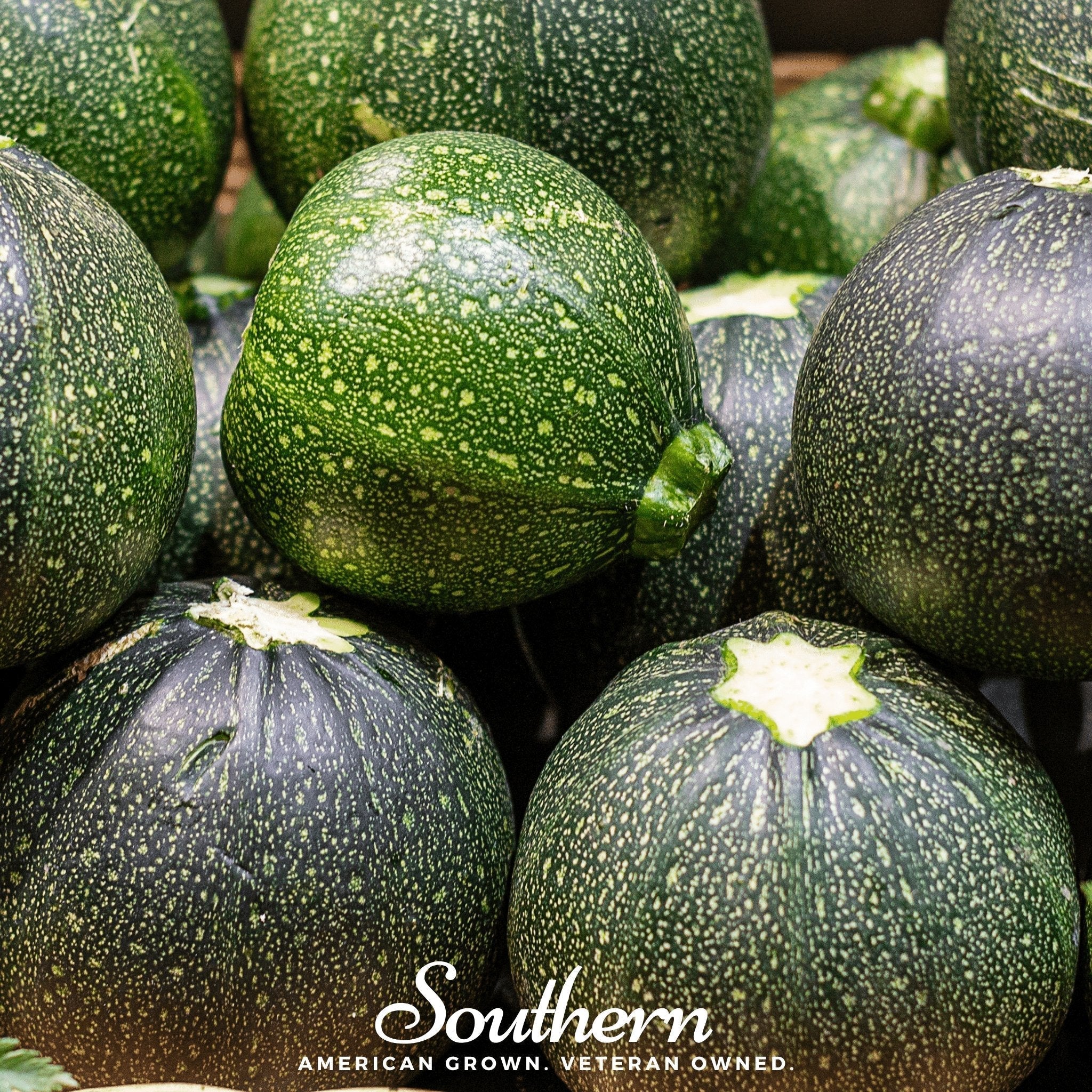 Zucchini Round Summer Squash – 25 Seeds Southern Seeds