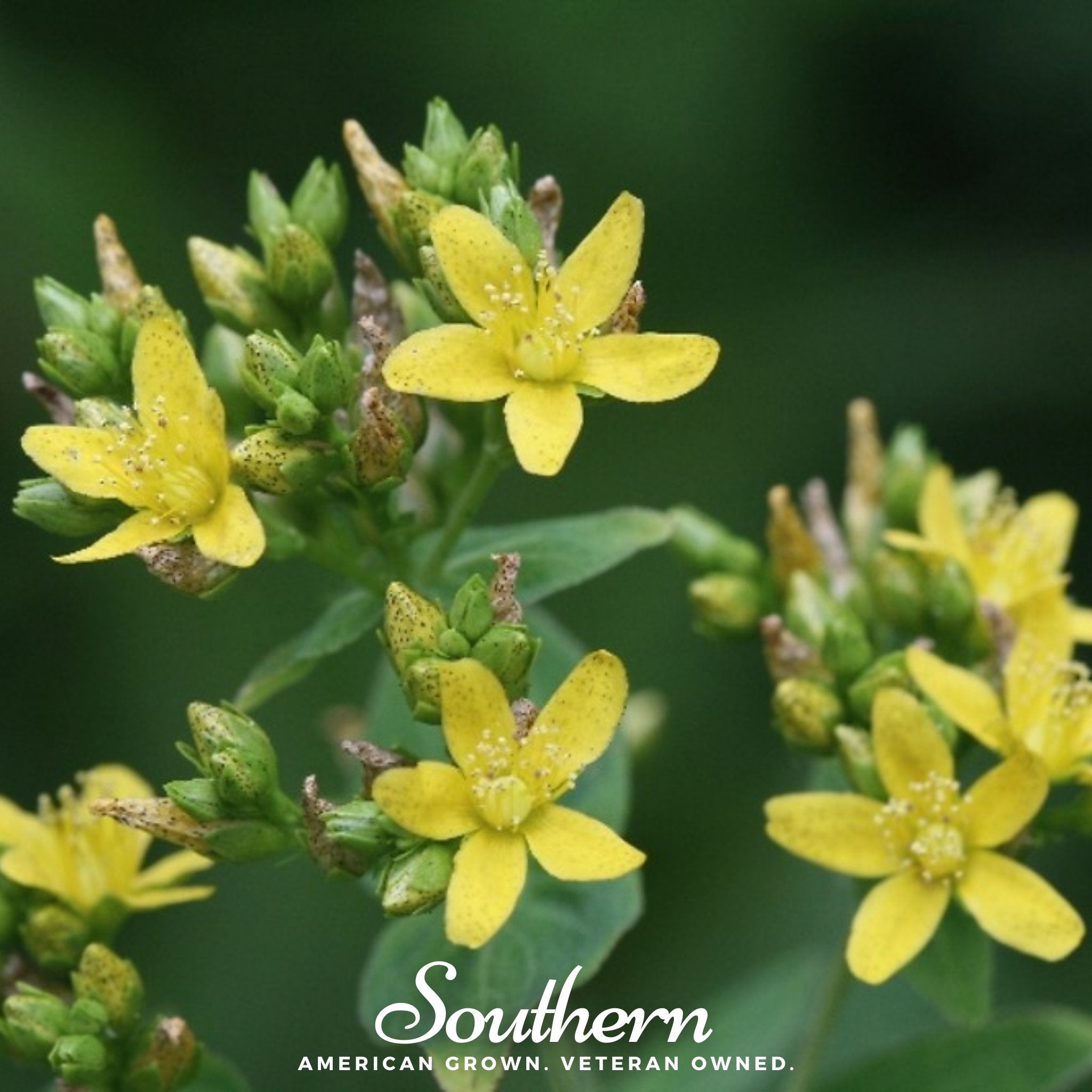 Dotted St. John’s Wort – 100 Seeds Southern Seeds