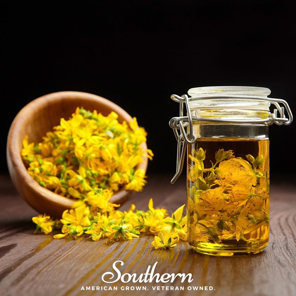 Dotted St. John’s Wort – 100 Seeds Southern Seeds