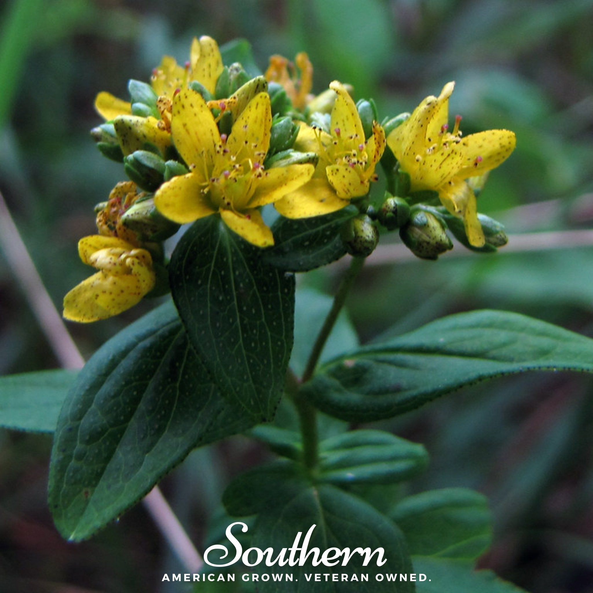 Dotted St. John’s Wort – 100 Seeds Southern Seeds