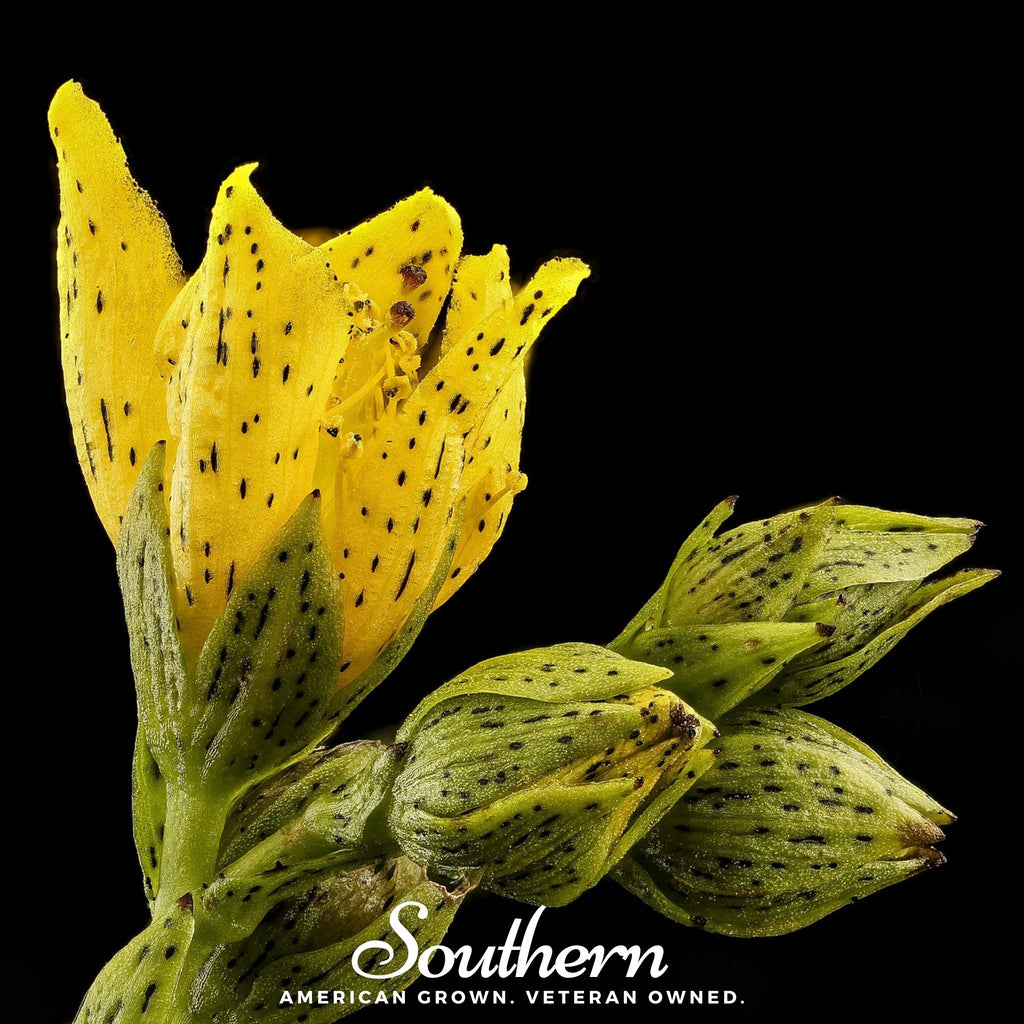 Dotted St. John’s Wort – 100 Seeds Southern Seeds