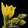 Dotted St. John’s Wort – 100 Seeds Southern Seeds