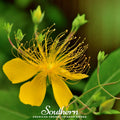Greater St. John’s Wort – 100 Seeds Southern Seeds
