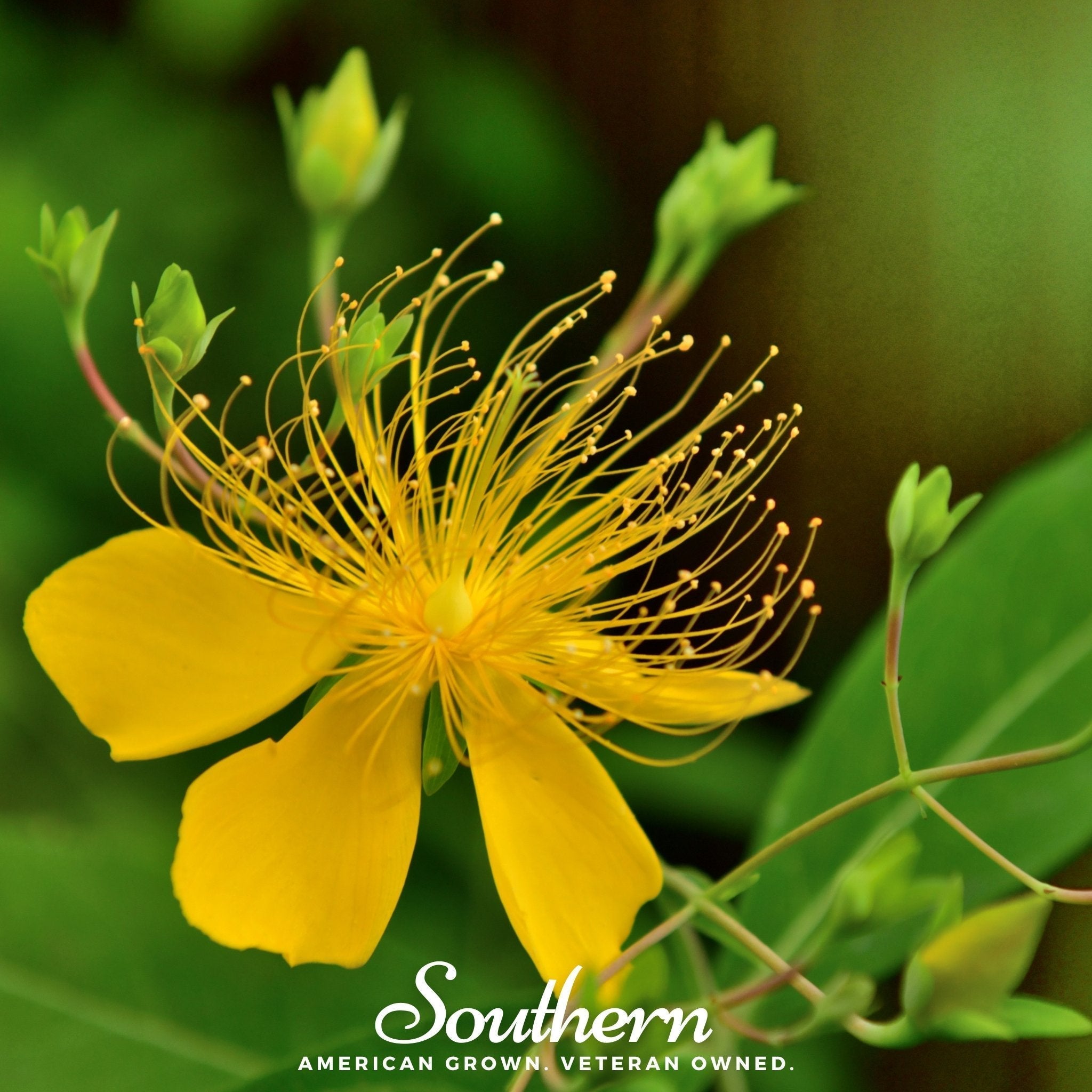 Greater St. John’s Wort – 100 Seeds Southern Seeds