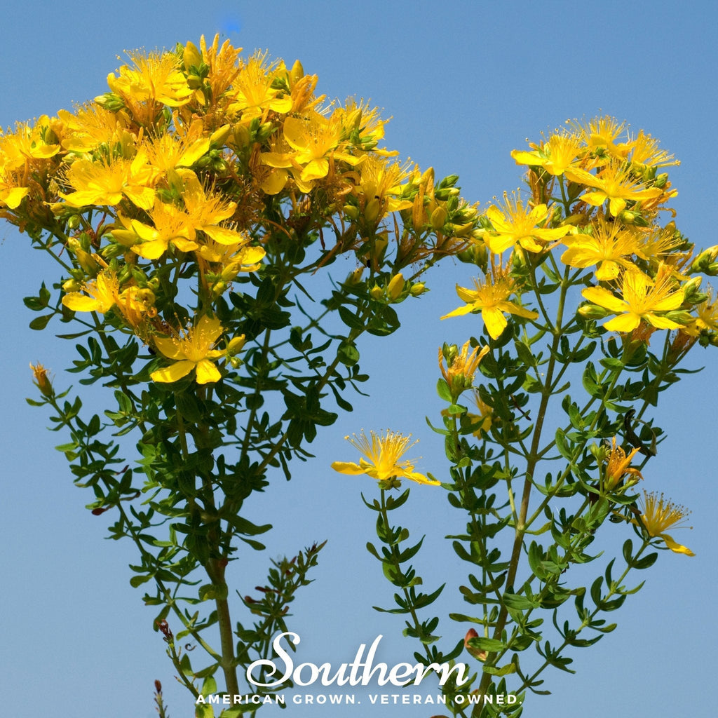 Greater St. John’s Wort – 100 Seeds Southern Seeds
