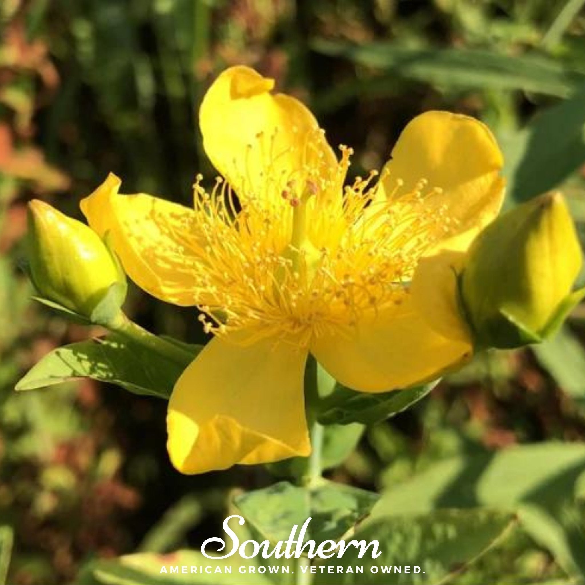 Greater St. John’s Wort – 100 Seeds Southern Seeds