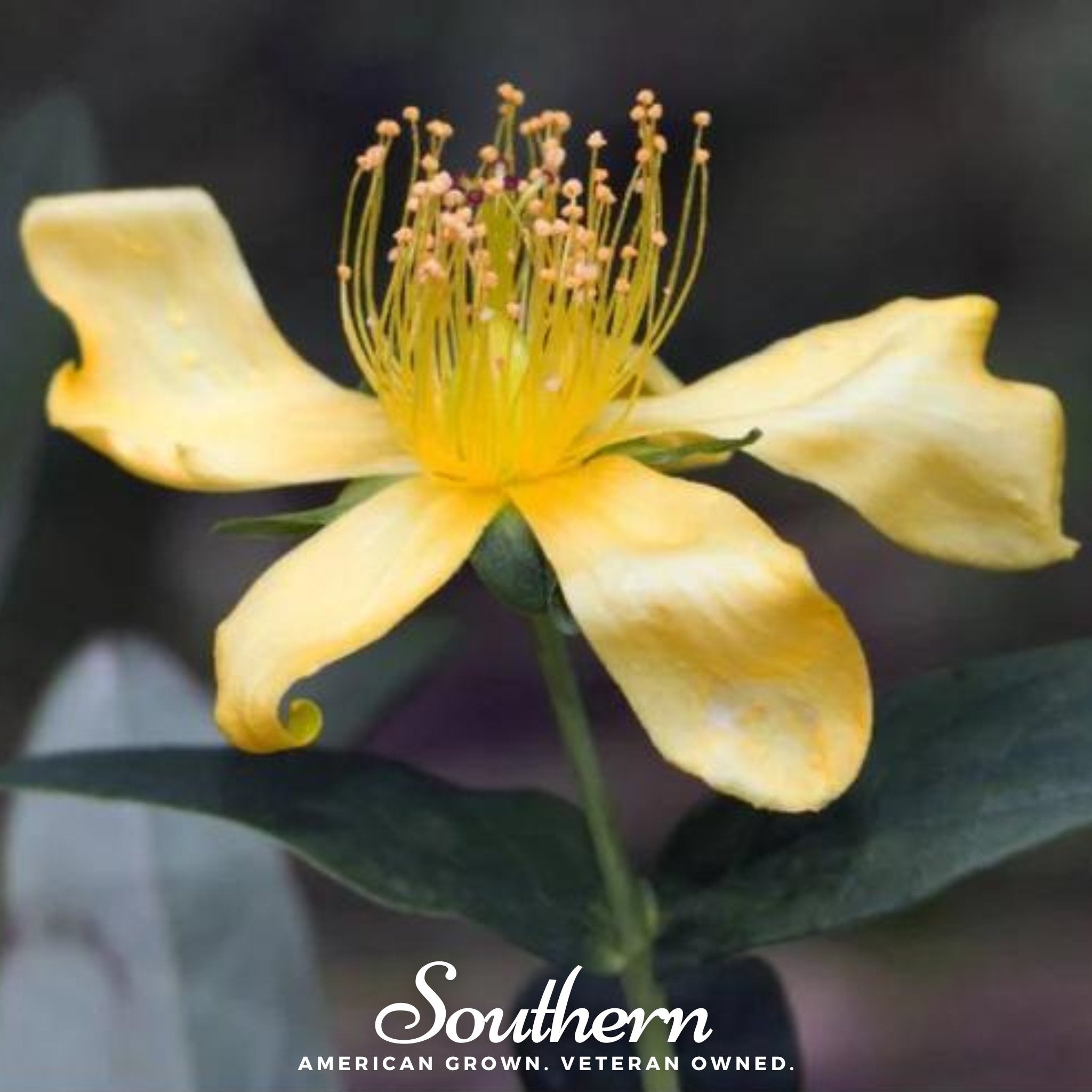 Greater St. John’s Wort – 100 Seeds Southern Seeds