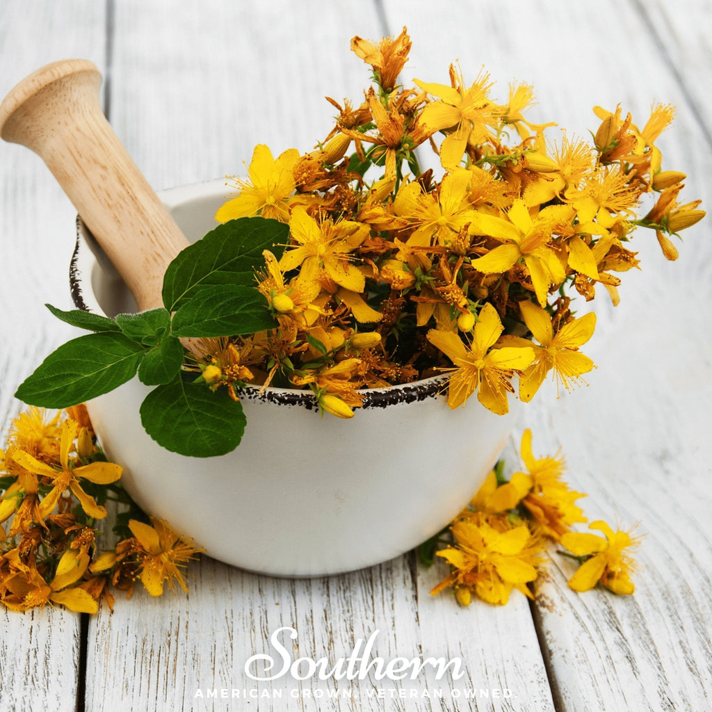 St. John’s Wort – 100 Seeds Southern Seeds