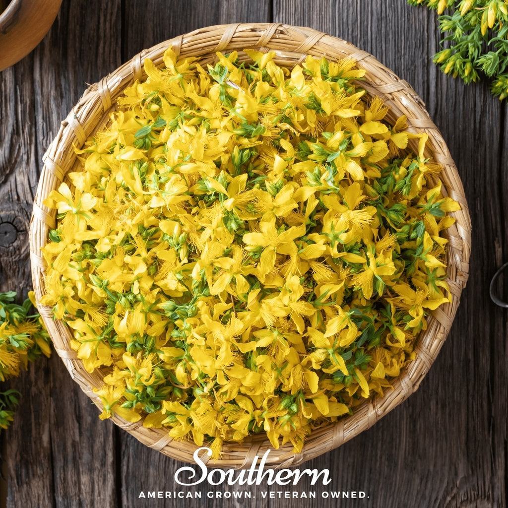 St. John’s Wort – 100 Seeds Southern Seeds