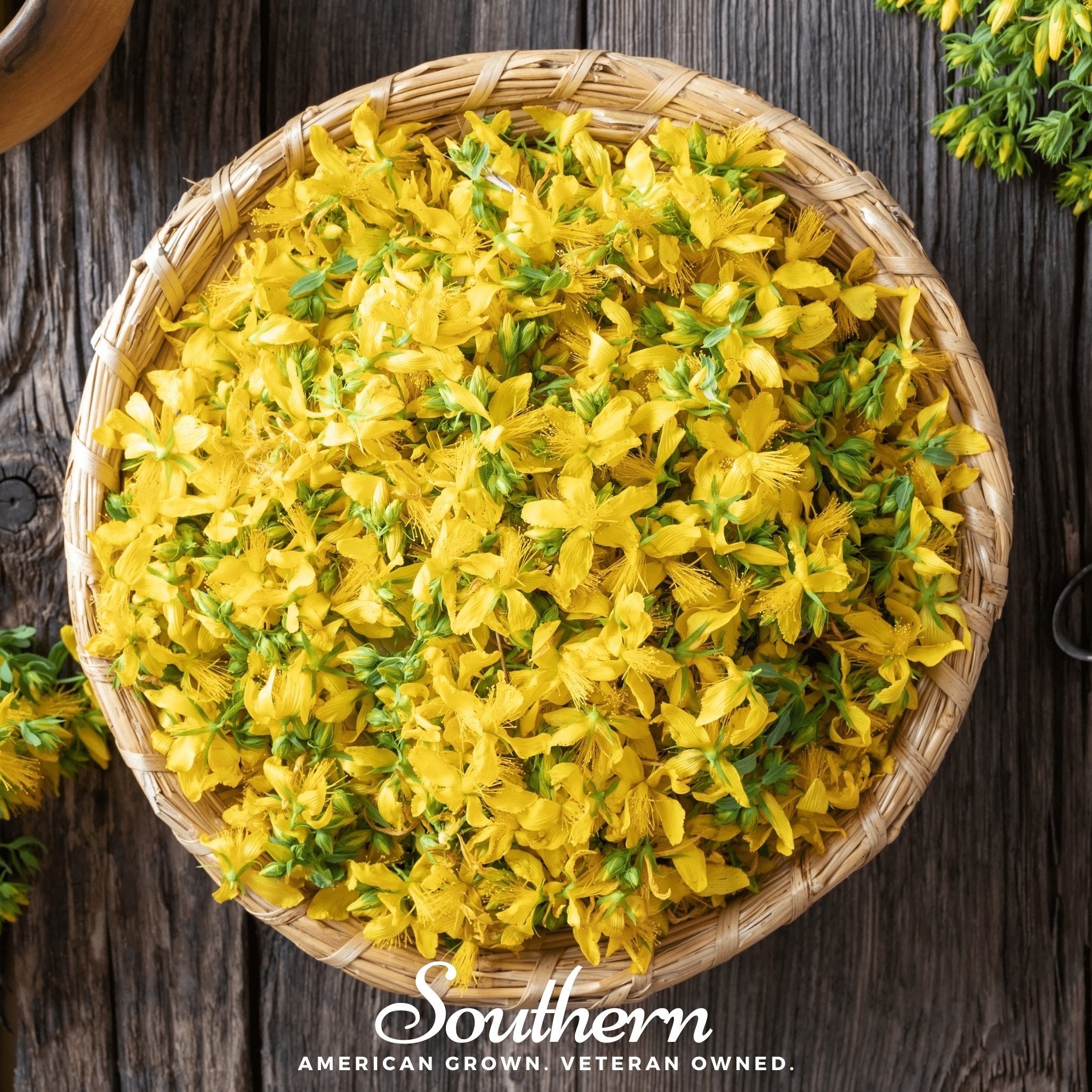 St. John’s Wort – 100 Seeds Southern Seeds