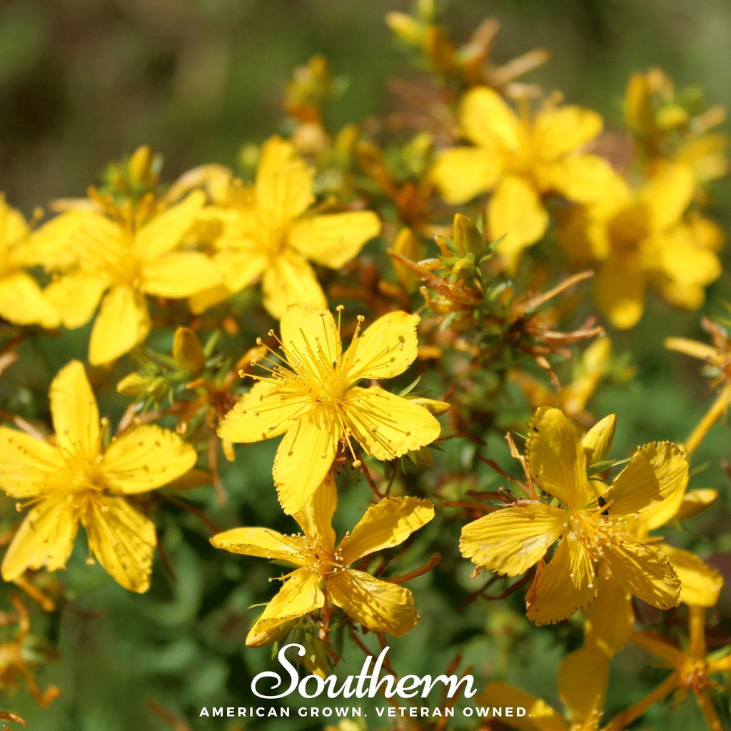 St. John’s Wort – 100 Seeds Southern Seeds