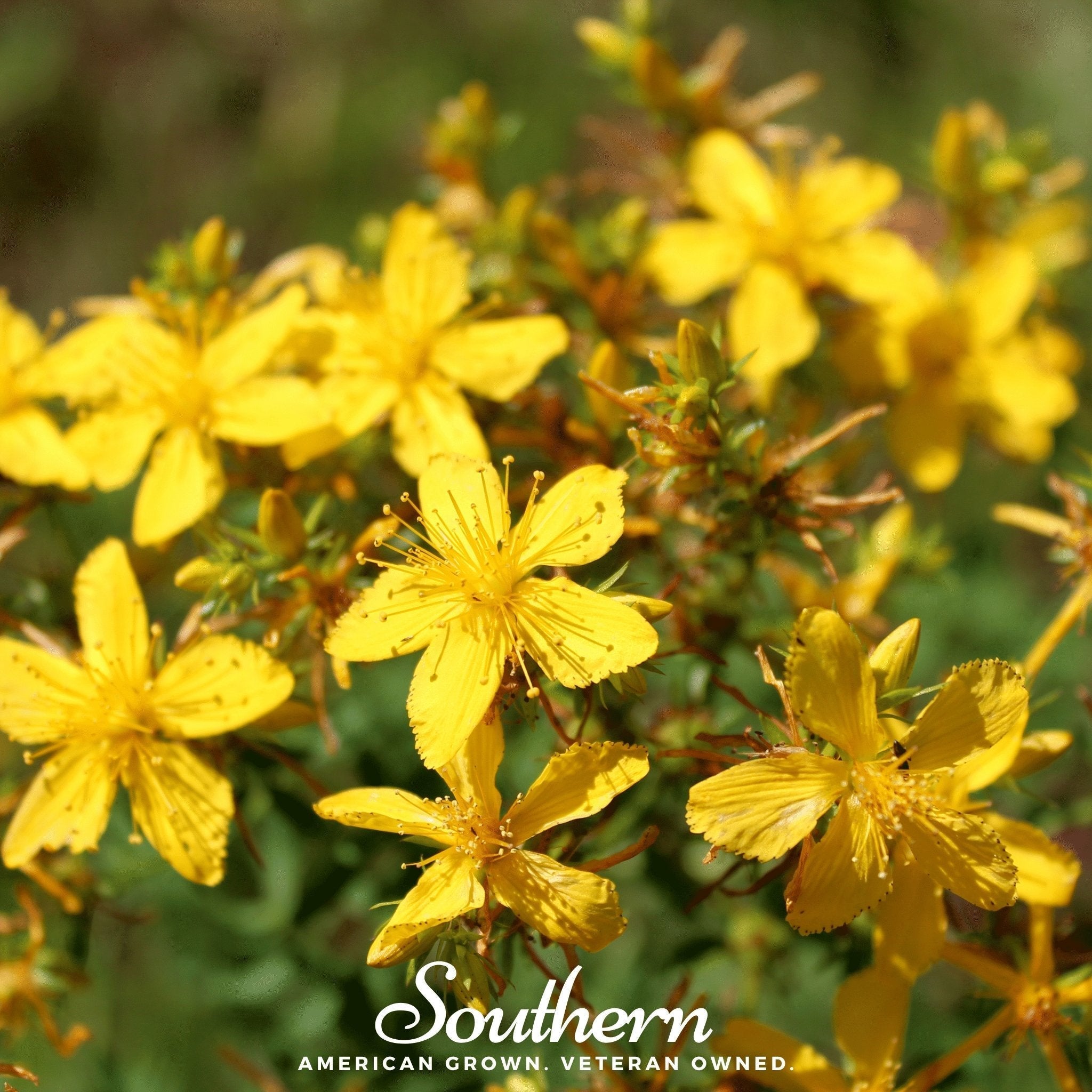St. John’s Wort – 100 Seeds Southern Seeds