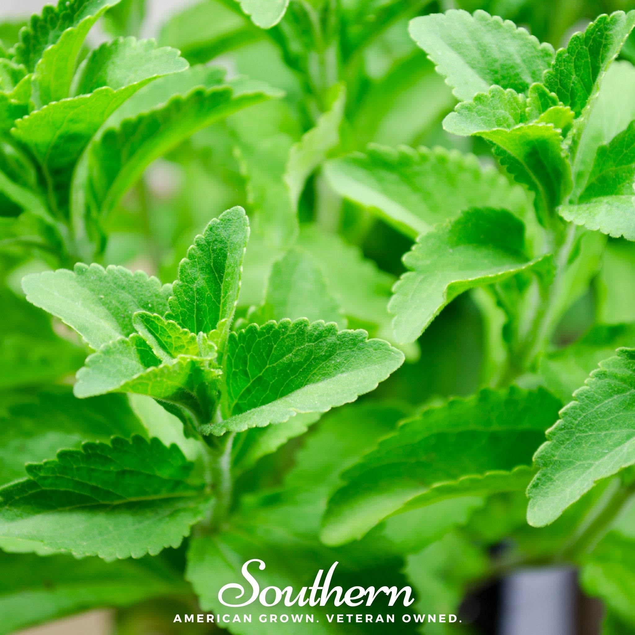 Stevia – 50 Seeds Southern Seeds