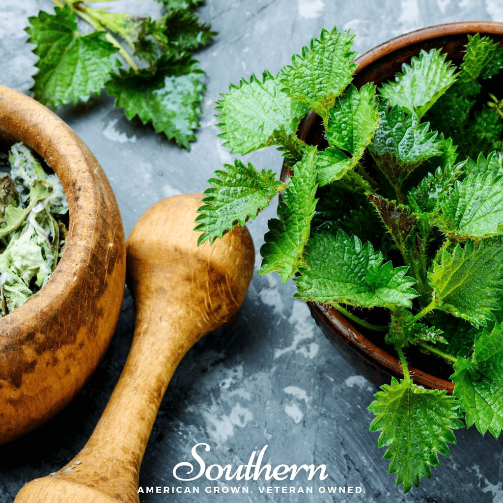 Stinging Nettle – 100 Seeds Southern Seeds