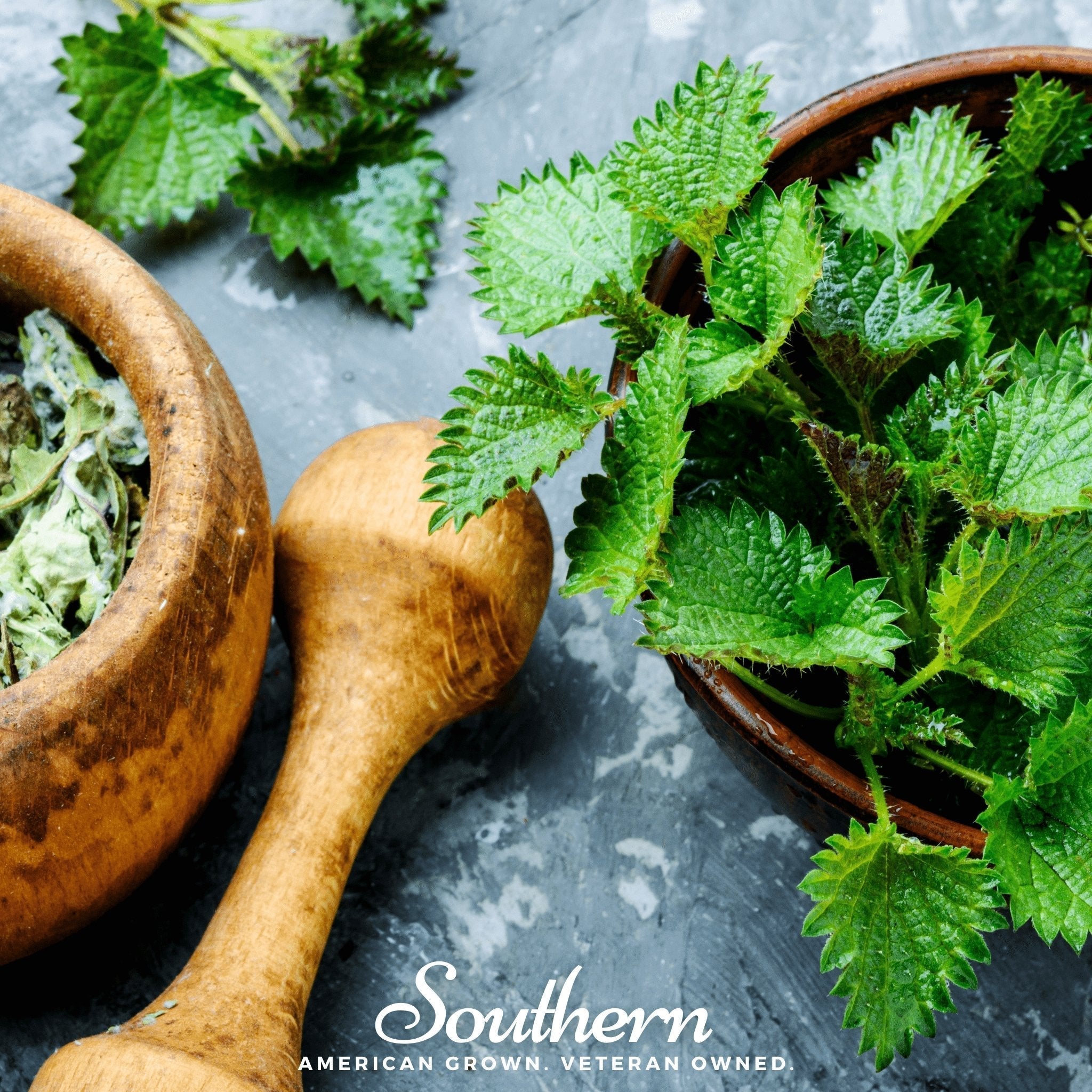 Stinging Nettle – 100 Seeds Southern Seeds