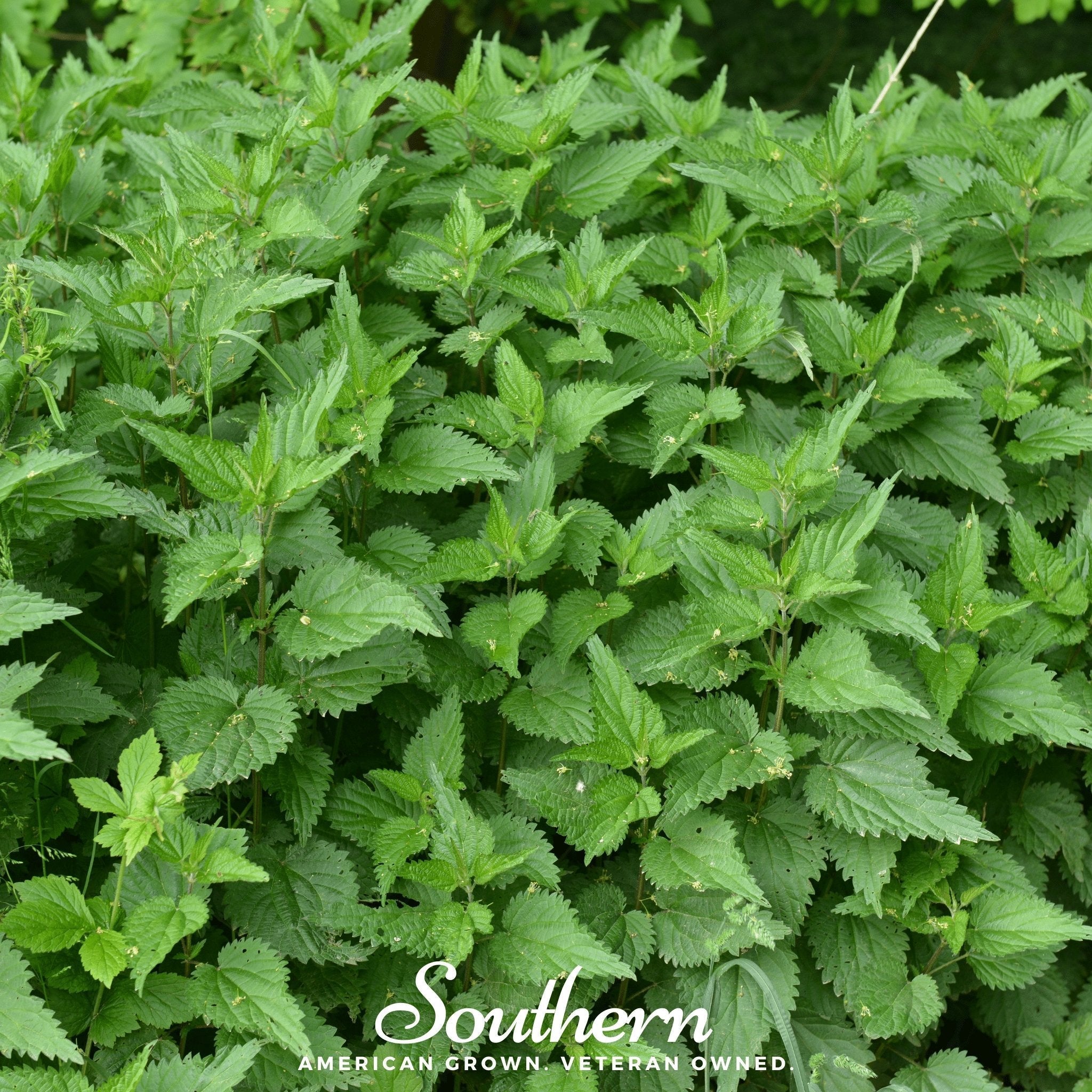 Stinging Nettle – 100 Seeds Southern Seeds