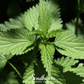 Stinging Nettle – 100 Seeds Southern Seeds