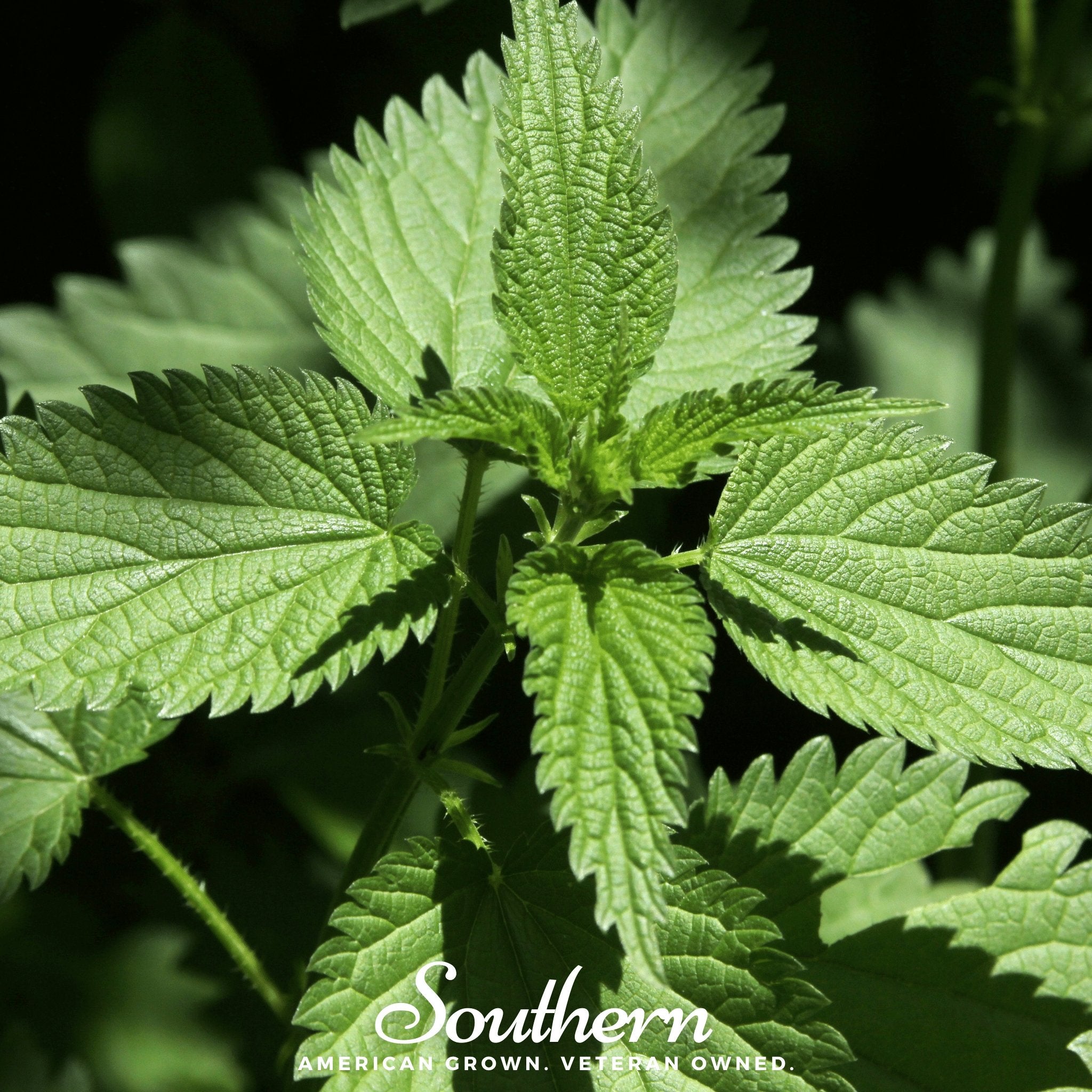 Stinging Nettle – 100 Seeds Southern Seeds