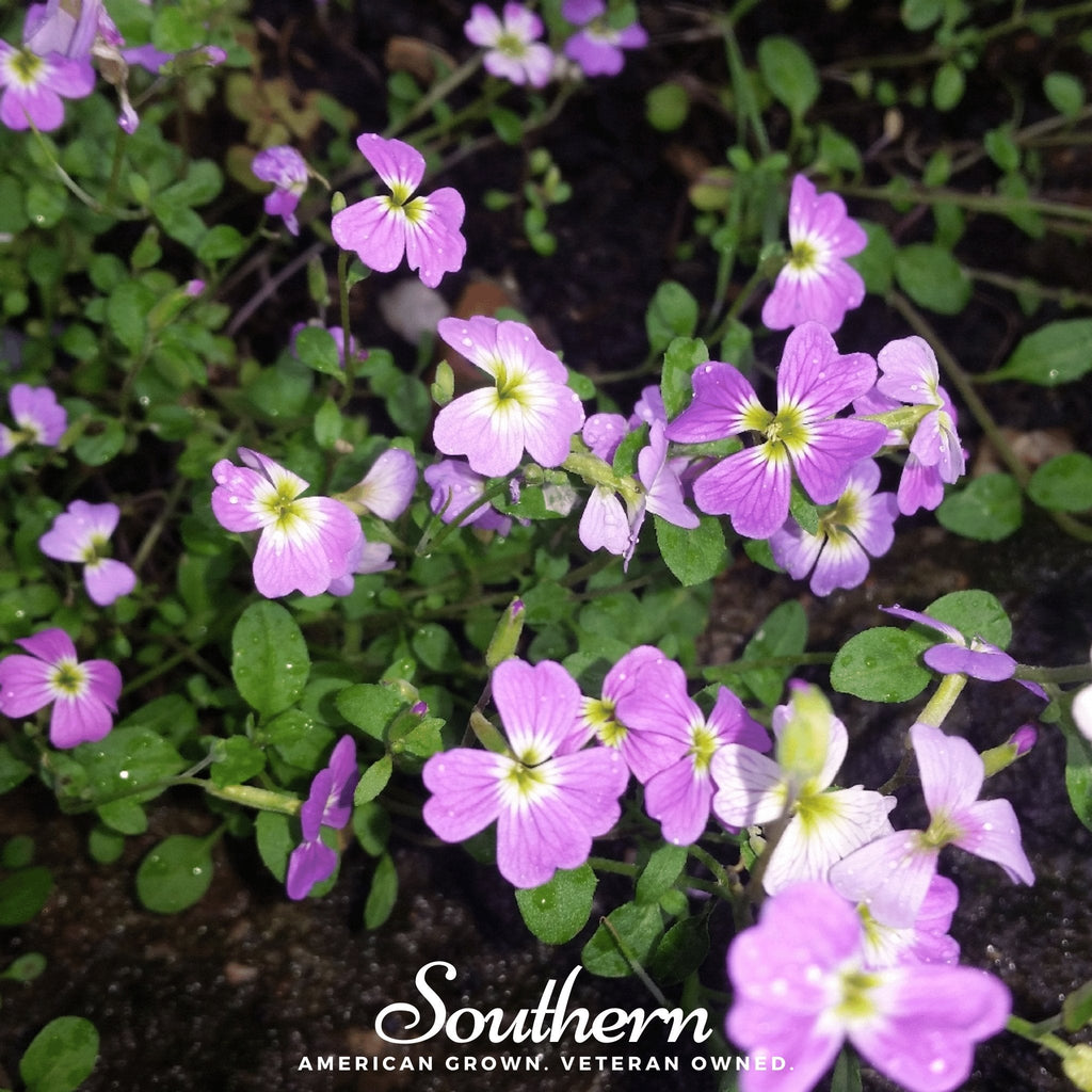 Virginia Stock – 500 Seeds Southern Seeds