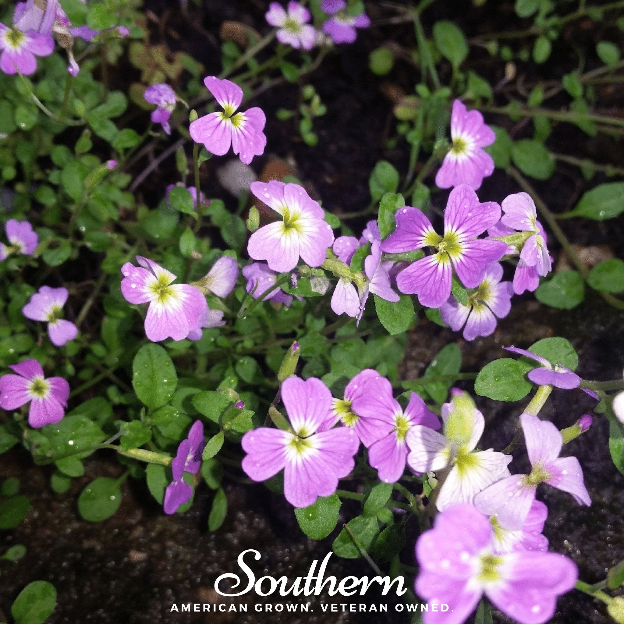Virginia Stock – 500 Seeds Southern Seeds