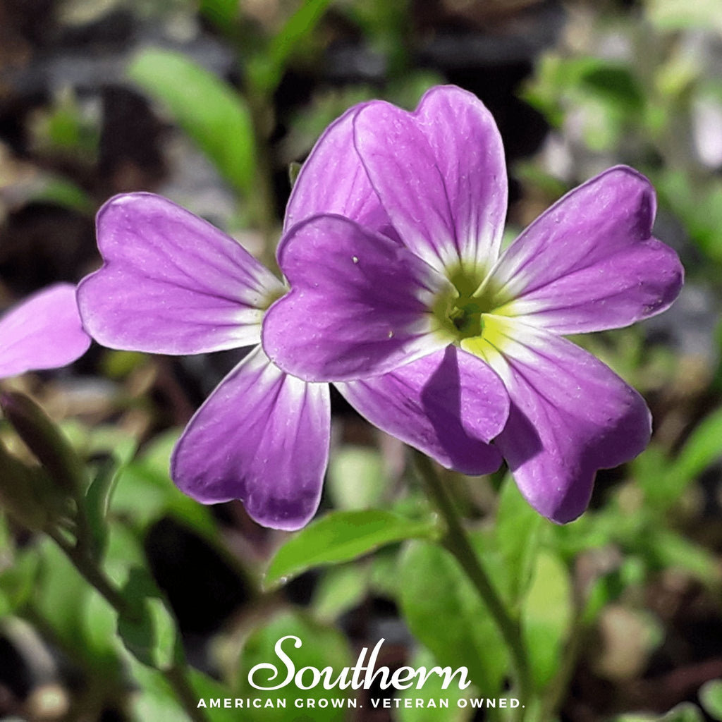 Virginia Stock – 500 Seeds Southern Seeds