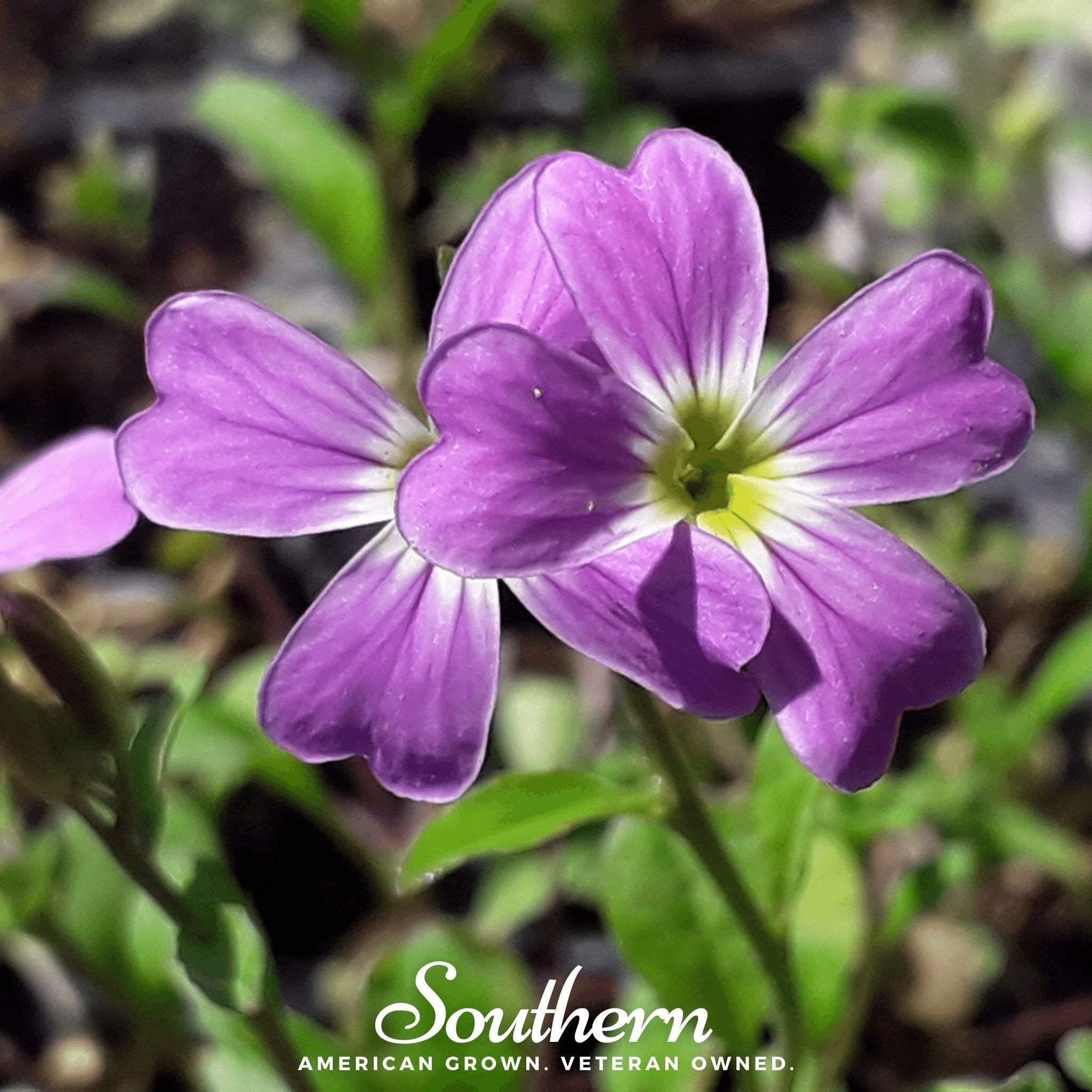 Virginia Stock – 500 Seeds Southern Seeds
