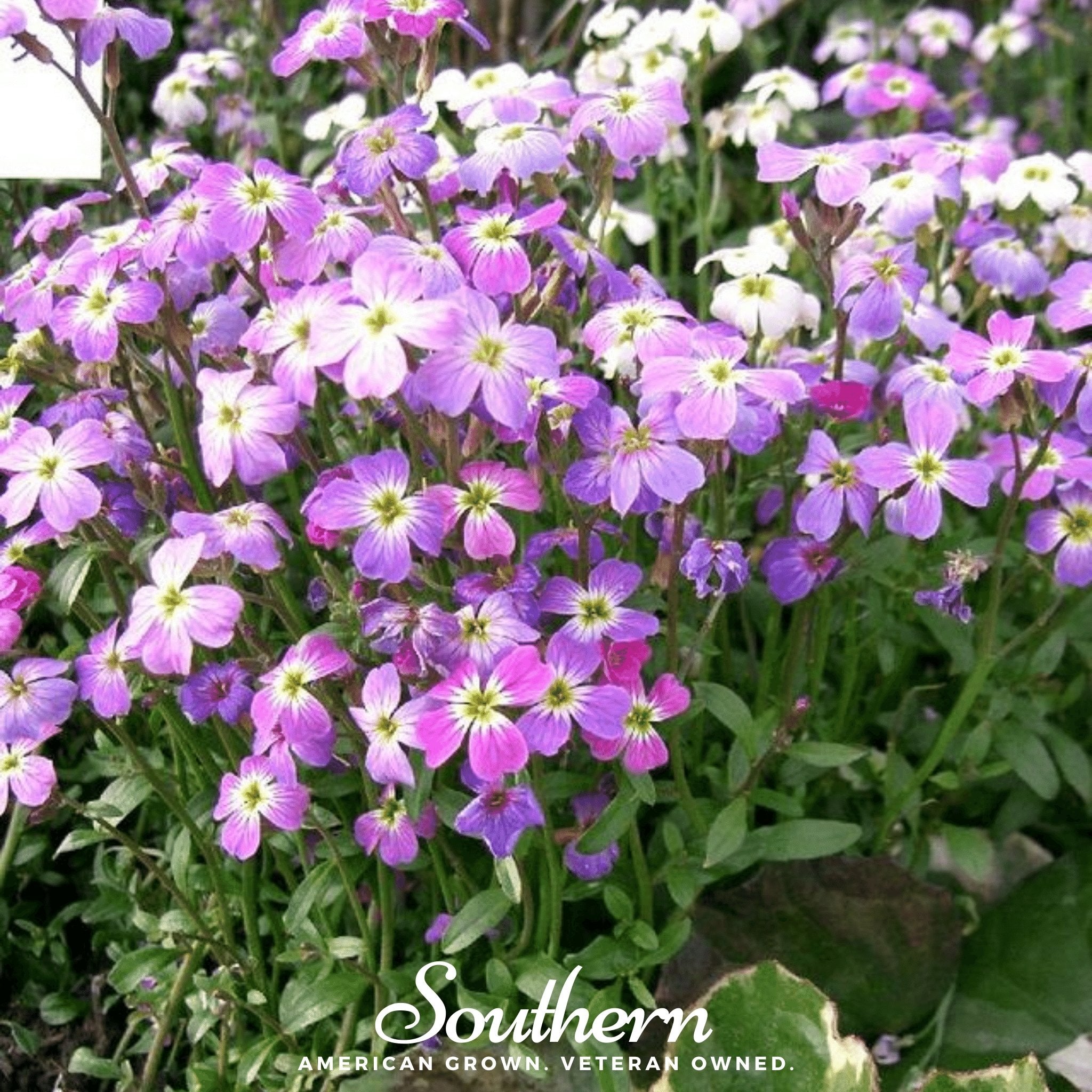 Virginia Stock – 500 Seeds Southern Seeds
