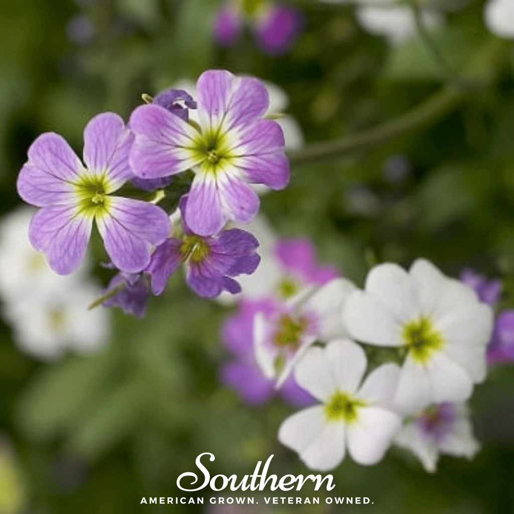 Virginia Stock – 500 Seeds Southern Seeds