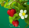 Wild Red Strawberry – 200 Seeds Southern Seeds
