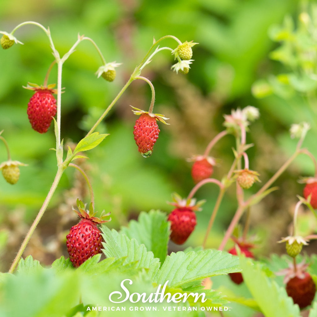 Wild Red Strawberry – 200 Seeds Southern Seeds