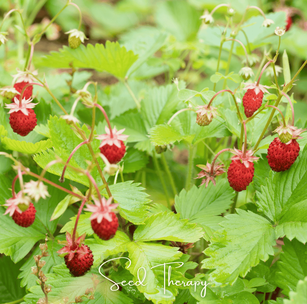 Wild Red Strawberry – 200 Seeds Southern Seeds